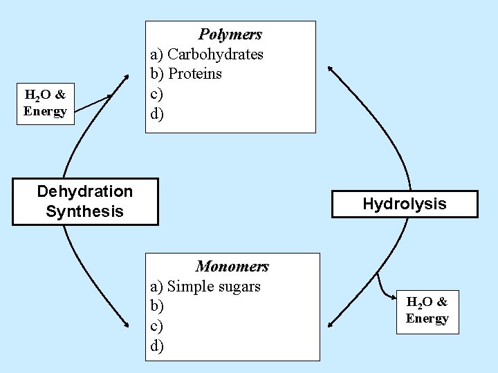 H 2 O & Energy Polymers a) Carbohydrates b) Proteins c) d) Dehydration Synthesis