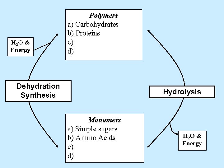 H 2 O & Energy Polymers a) Carbohydrates b) Proteins c) d) Dehydration Synthesis