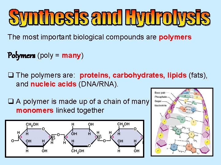 The most important biological compounds are polymers Polymers (poly = many) many q The