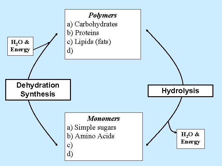 H 2 O & Energy Polymers a) Carbohydrates b) Proteins c) Lipids (fats) d)