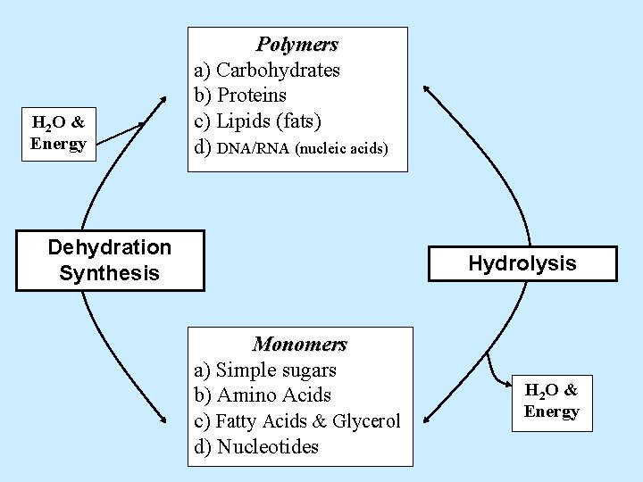 H 2 O & Energy Polymers a) Carbohydrates b) Proteins c) Lipids (fats) d)