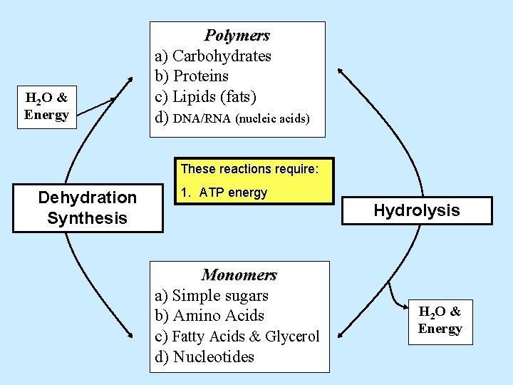 H 2 O & Energy Polymers a) Carbohydrates b) Proteins c) Lipids (fats) d)