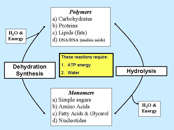 H 2 O & Energy Polymers a) Carbohydrates b) Proteins c) Lipids (fats) d)