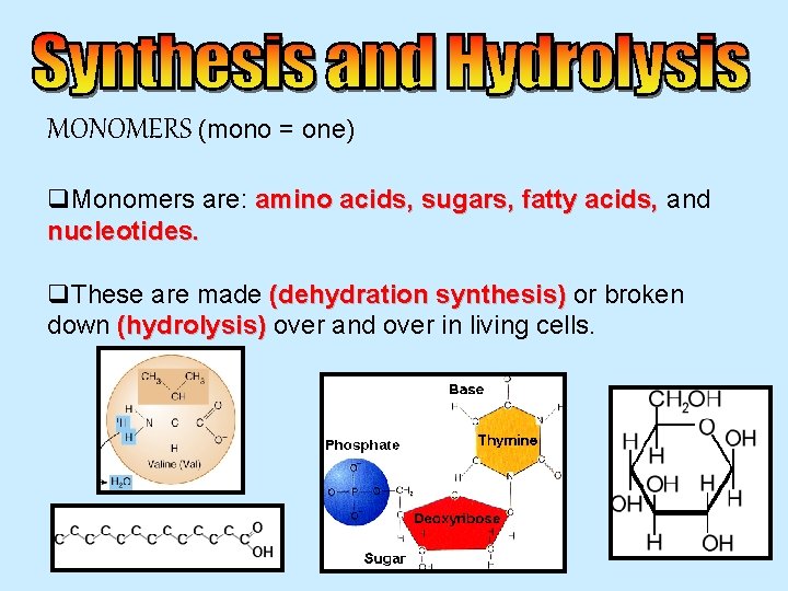 MONOMERS (mono = one) q. Monomers are: amino acids, sugars, fatty acids, and nucleotides.