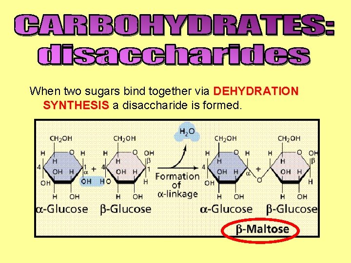 When two sugars bind together via DEHYDRATION SYNTHESIS a disaccharide is formed. 