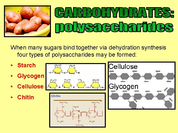 When many sugars bind together via dehydration synthesis four types of polysaccharides may be