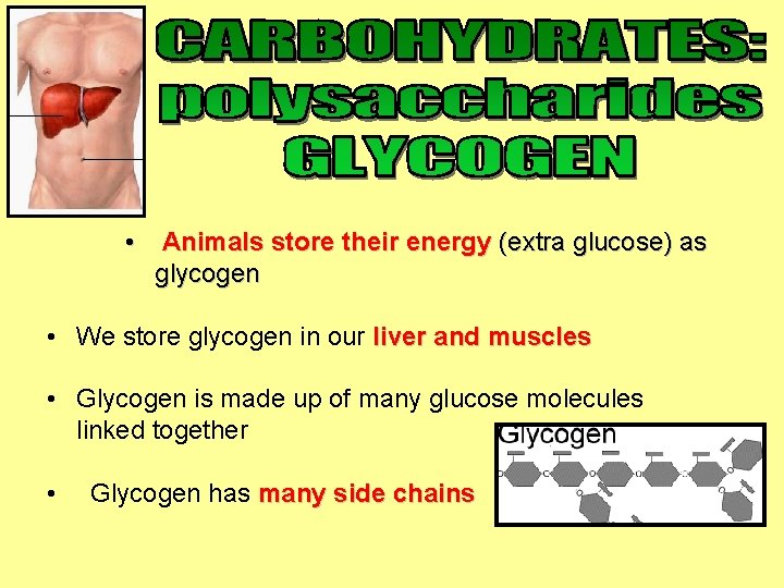  • Animals store their energy (extra glucose) as glycogen • We store glycogen