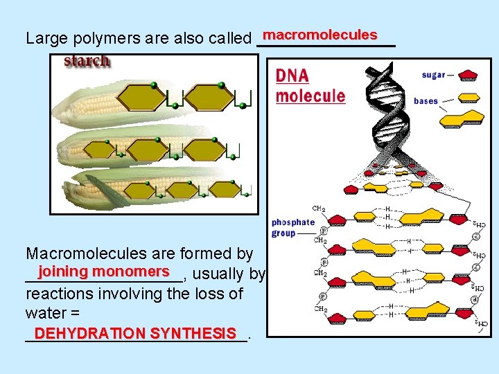 macromolecules Large polymers are also called ________ Macromolecules are formed by joining monomers usually