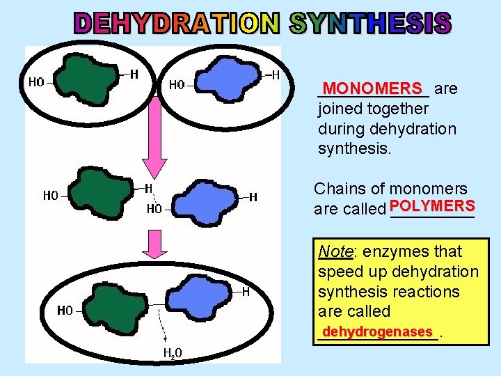 ______ MONOMERS are joined together during dehydration synthesis. Chains of monomers are called POLYMERS