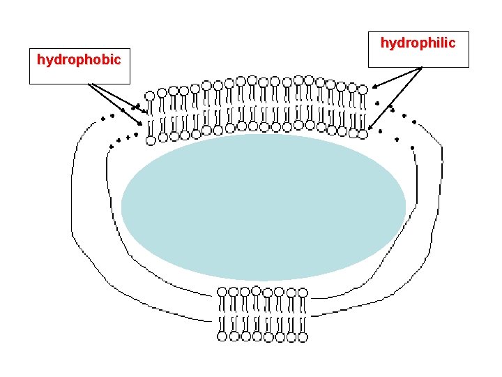 hydrophilic hydrophobic 