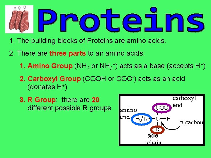 1. The building blocks of Proteins are amino acids. 2. There are three parts