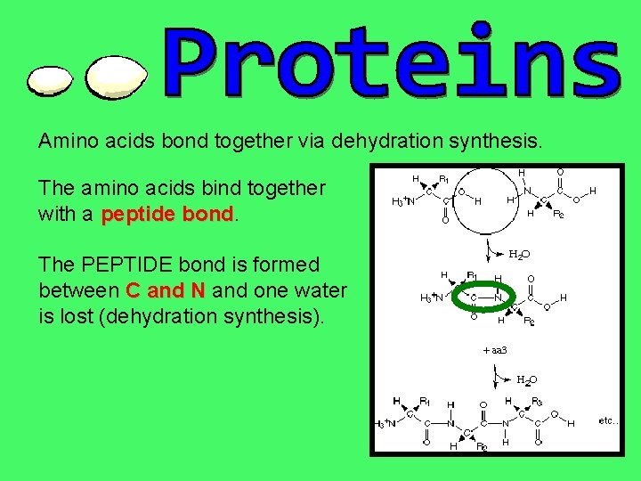 Amino acids bond together via dehydration synthesis. The amino acids bind together with a