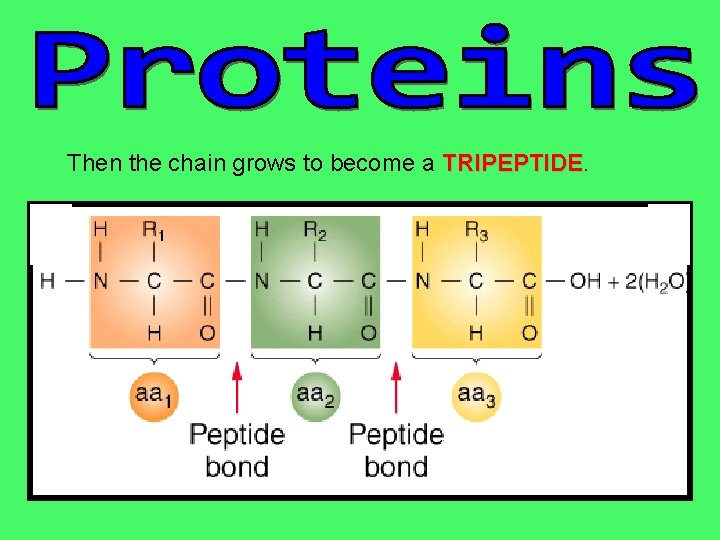 Then the chain grows to become a TRIPEPTIDE 