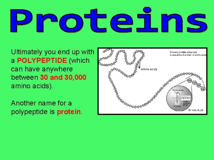 Ultimately you end up with a POLYPEPTIDE (which can have anywhere between 30 and