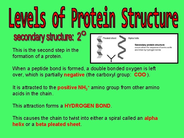 This is the second step in the formation of a protein. When a peptide