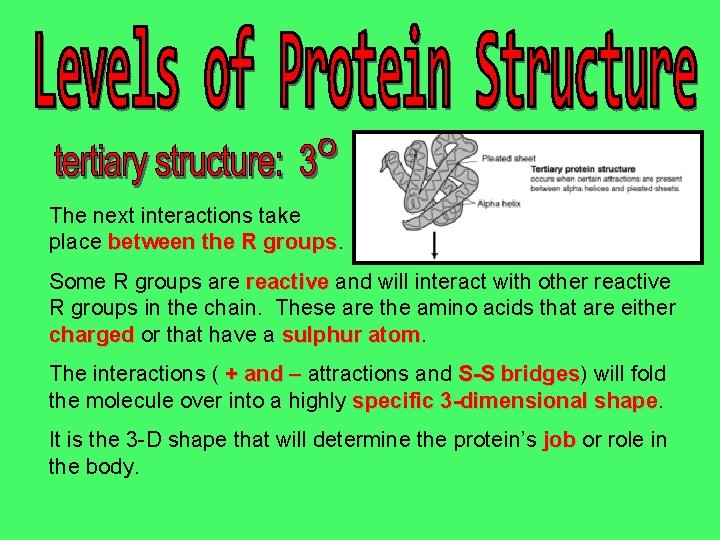 The next interactions take place between the R groups Some R groups are reactive