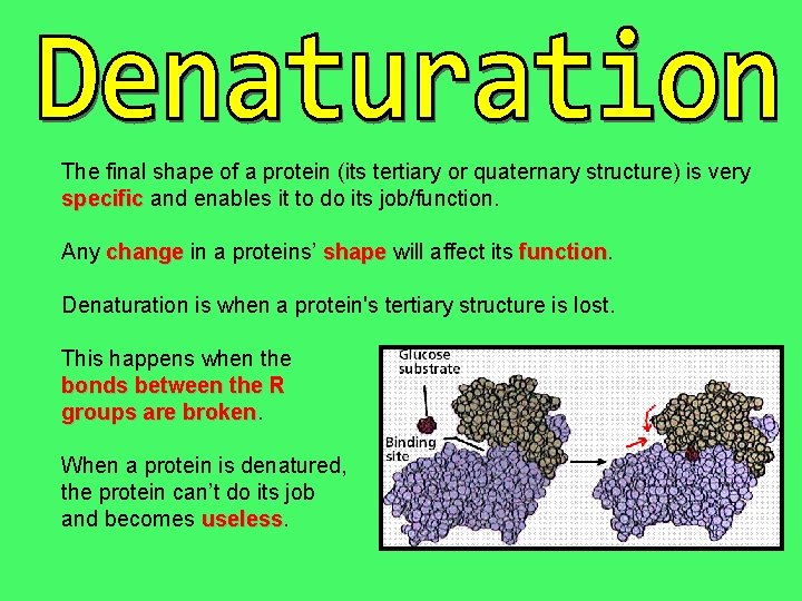 The final shape of a protein (its tertiary or quaternary structure) is very specific