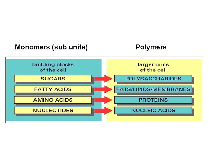 Monomers (sub units) Polymers 