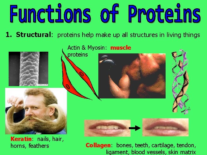 1. Structural: proteins help make up all structures in living things Actin & Myosin: