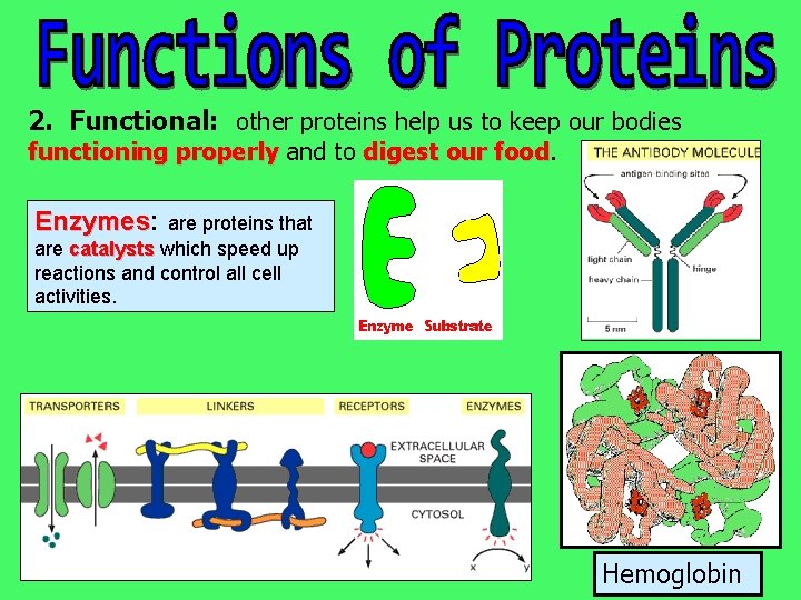 2. Functional: other proteins help us to keep our bodies functioning properly and to