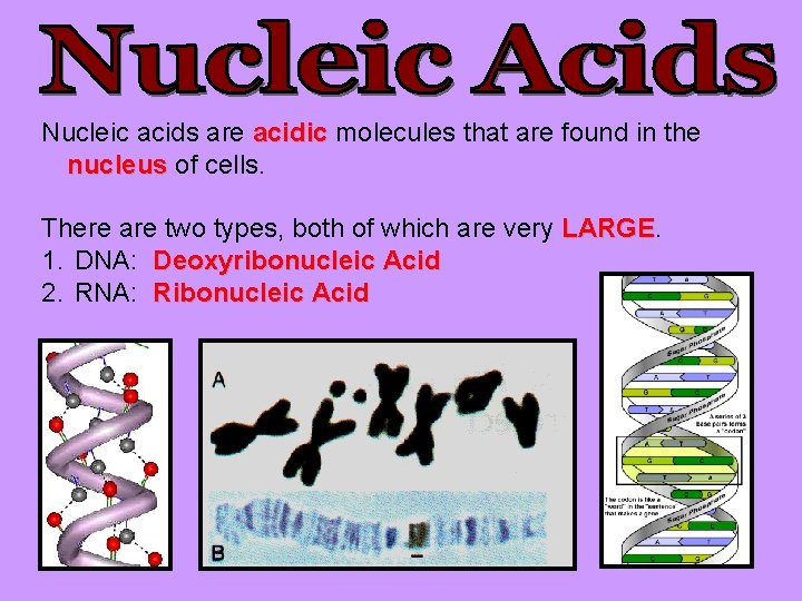 Nucleic acids are acidic molecules that are found in the nucleus of cells. There