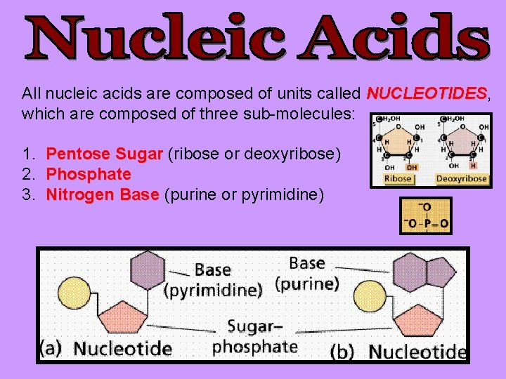 All nucleic acids are composed of units called NUCLEOTIDES, NUCLEOTIDES which are composed of