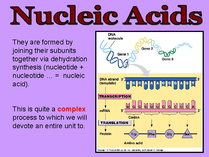 They are formed by joining their subunits together via dehydration synthesis (nucleotide + nucleotide