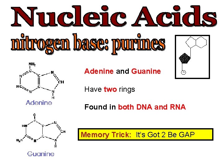 Adenine and Guanine Have two rings Found in both DNA and RNA Memory Trick: