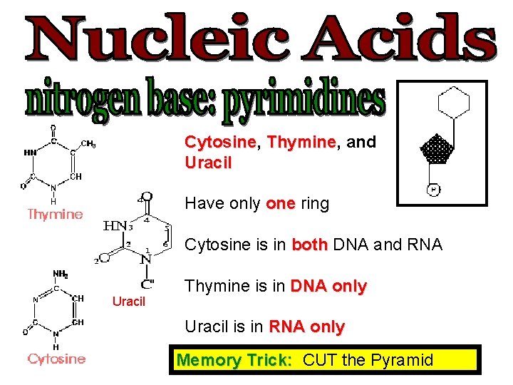 Cytosine, Cytosine Thymine, Thymine and Uracil Have only one ring Cytosine is in both