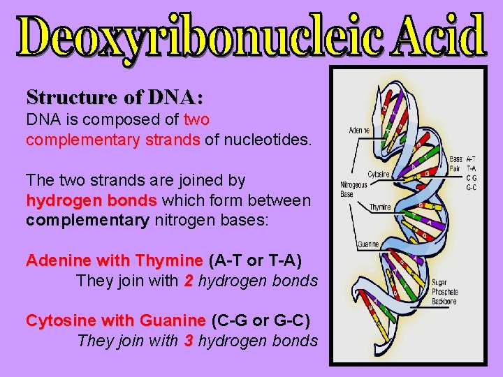 Structure of DNA: DNA is composed of two complementary strands of nucleotides. The two