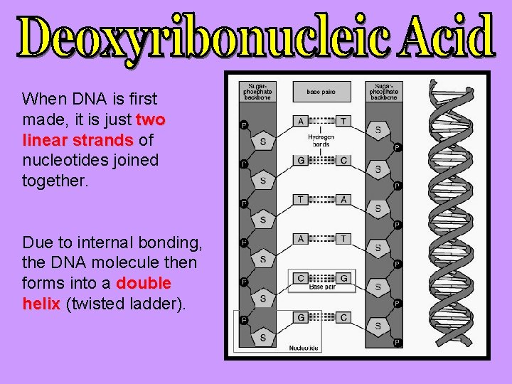 When DNA is first made, it is just two linear strands of nucleotides joined