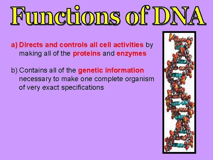 a) Directs and controls all cell activities by making all of the proteins and