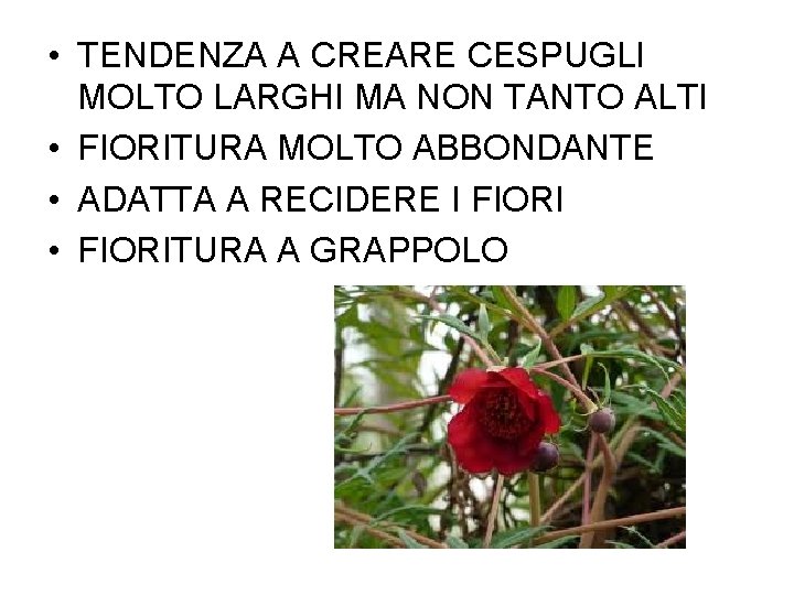  • TENDENZA A CREARE CESPUGLI MOLTO LARGHI MA NON TANTO ALTI • FIORITURA