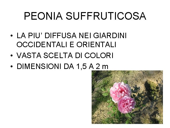 PEONIA SUFFRUTICOSA • LA PIU’ DIFFUSA NEI GIARDINI OCCIDENTALI E ORIENTALI • VASTA SCELTA