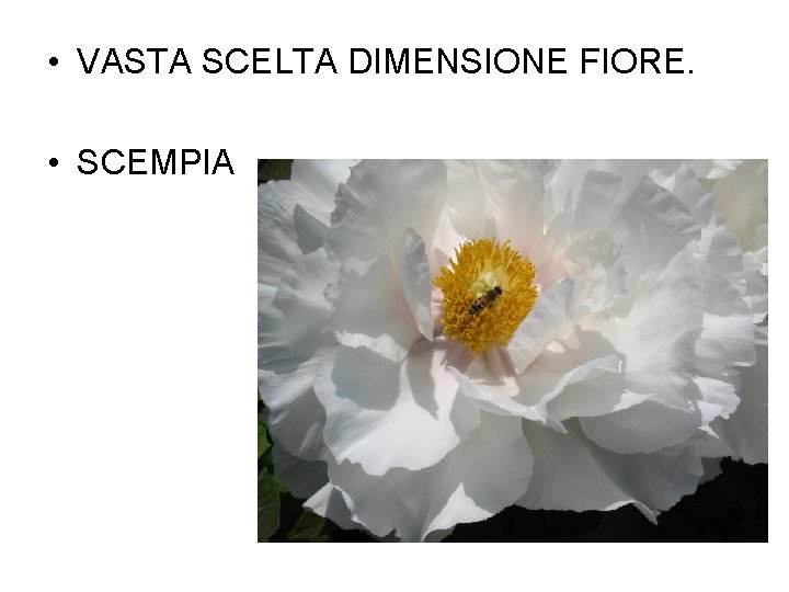  • VASTA SCELTA DIMENSIONE FIORE. • SCEMPIA 