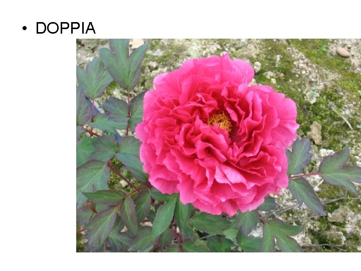  • DOPPIA 