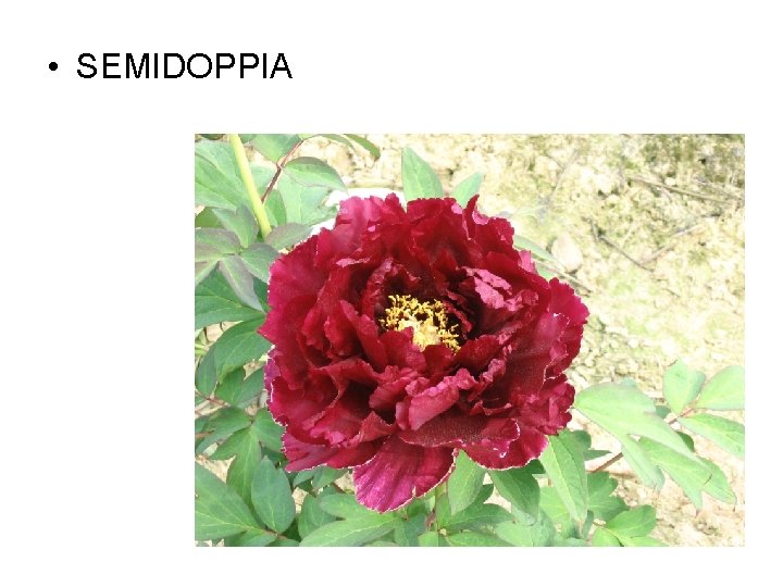  • SEMIDOPPIA 