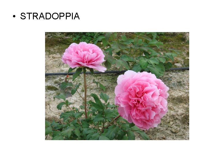  • STRADOPPIA 