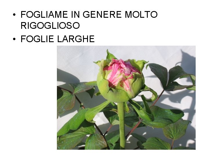  • FOGLIAME IN GENERE MOLTO RIGOGLIOSO • FOGLIE LARGHE 