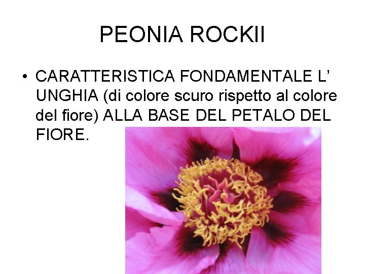 PEONIA ROCKII • CARATTERISTICA FONDAMENTALE L’ UNGHIA (di colore scuro rispetto al colore del