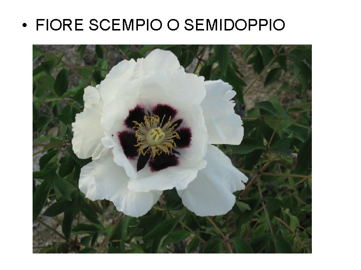  • FIORE SCEMPIO O SEMIDOPPIO 