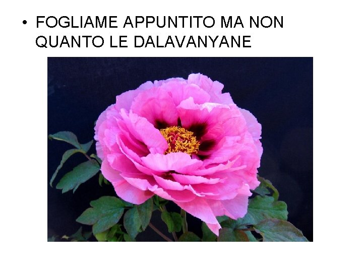  • FOGLIAME APPUNTITO MA NON QUANTO LE DALAVANYANE 