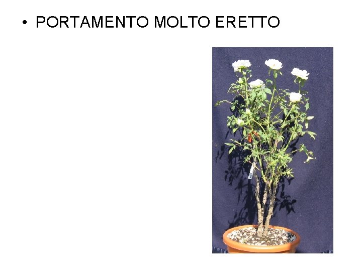  • PORTAMENTO MOLTO ERETTO 