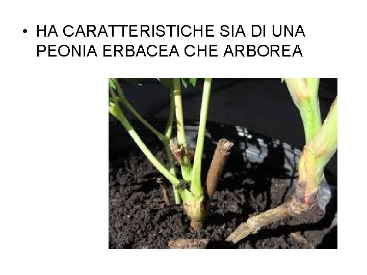  • HA CARATTERISTICHE SIA DI UNA PEONIA ERBACEA CHE ARBOREA 