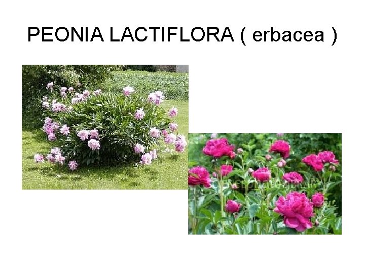 PEONIA LACTIFLORA ( erbacea ) 