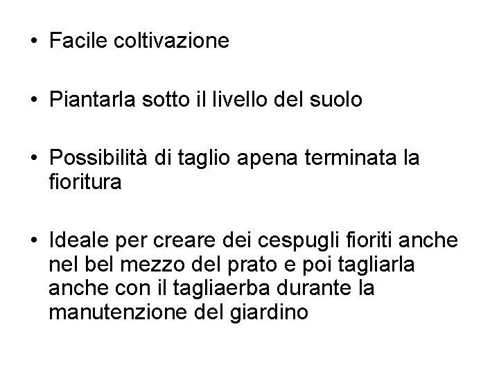  • Facile coltivazione • Piantarla sotto il livello del suolo • Possibilità di