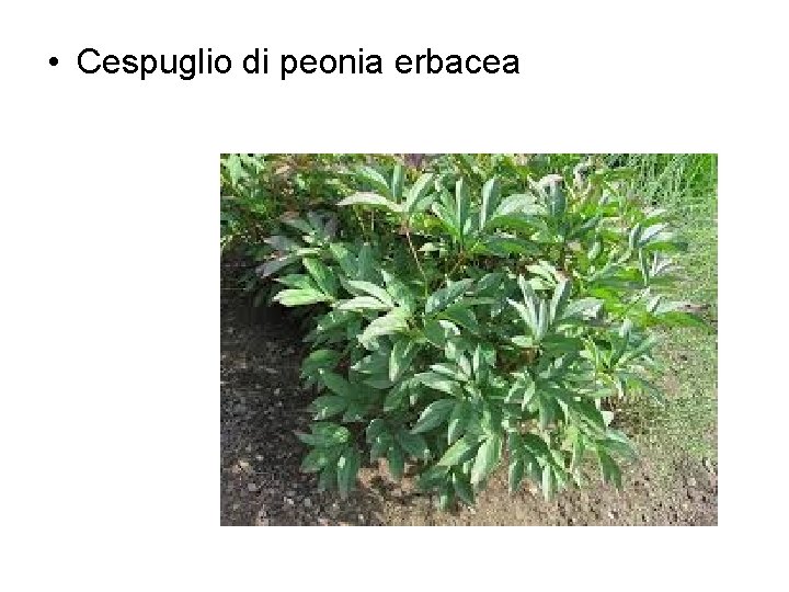  • Cespuglio di peonia erbacea 