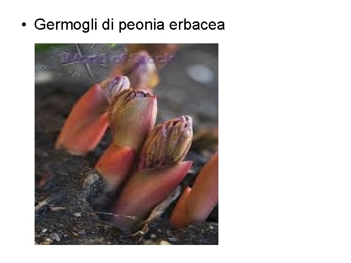  • Germogli di peonia erbacea 