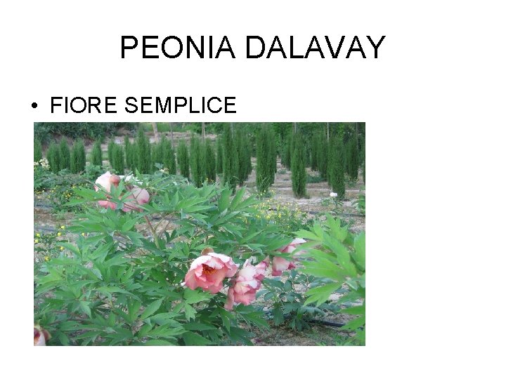 PEONIA DALAVAY • FIORE SEMPLICE 