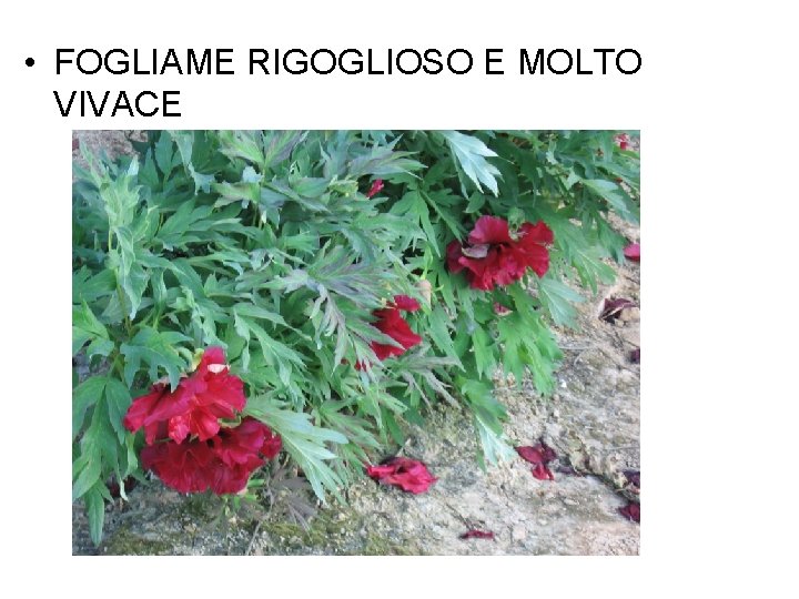  • FOGLIAME RIGOGLIOSO E MOLTO VIVACE 